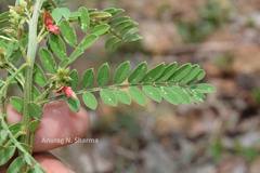 Indigofera wightii